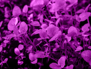 velvet purple in nature trending color of 2022