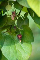 Blooming Aristolochia manshuriensis (birthwort, pipevine ).  Ornamental plant, liana.