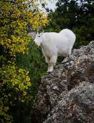 Obraz na płótnie Canvas Mountain Goat in the Fall