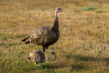Turkey Hen and Chick