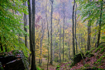 morning in the forest