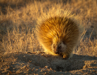 Porcupine on the Prairie
