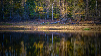 reflection of trees in the water