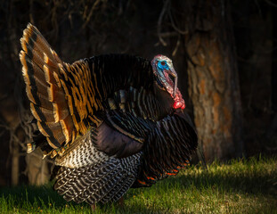 South Dakota turkey