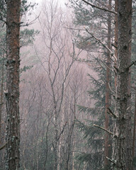 Obraz premium winter forest in the fog
