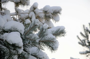 winter nature in the forest, fir branches in the snow