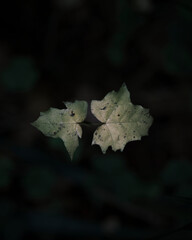 maple leaf in autumn