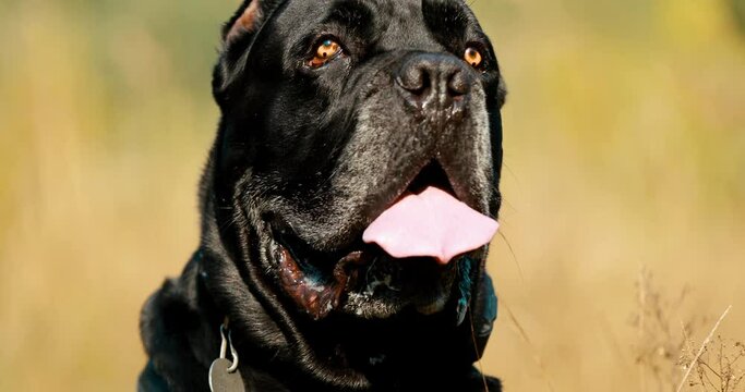 Black Cane Corso Dog. Big Dog Breeds. Close Up Portrait