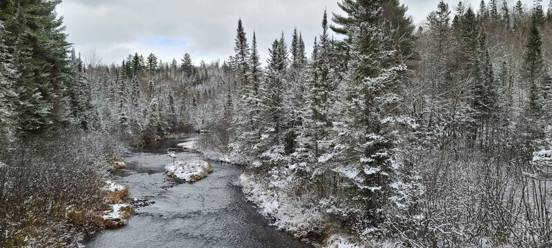 Snow Covered Evergreen Trees Near a Large Stream in Winter; Remote Vacations, Road Trips, The Environment