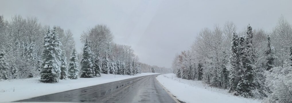 Snow Covered Trees in a Winter Wonderland