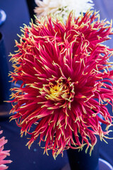 Dahlias blooming at a flower show in Grand Rapids Michigan