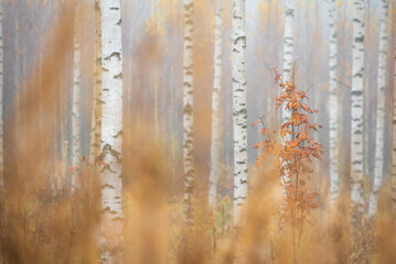 Birch (Betula pendula) tree trunks in autumn forest.