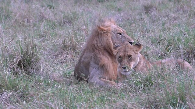 A lioness initiates a mating invitation but the male ignores