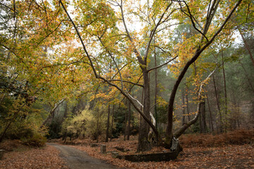 Fototapeta premium Maple tree with yellow leaves in autumn. Fall season in a valley
