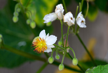 White flowers Sparmannia africana