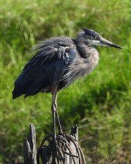 Great Blue Heron - picture No2