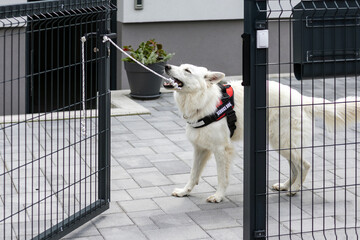 Service dog opening a courtyard gate to his owner with disability using wheelchair.
