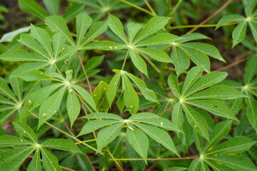	
Cassava plantation in the Amazon
