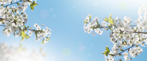Spring cherry blossom, white flowers with blue sky. Natural background, floral art. Beautiful nature.