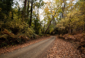 Empty road in a vallay in autumn with trees and leaves. Seasonal landscape