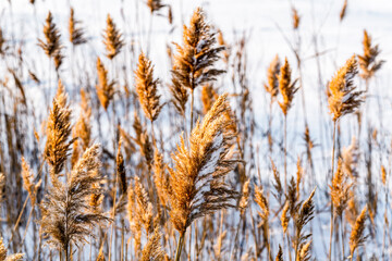 Yellow dried reed on white snow swaying in the wind