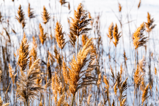 Yellow dried reed on white snow swaying in the wind