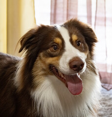 Australian Shepherd