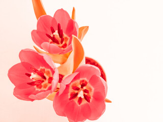 Reddish pink tinted transparent tulips arranged in beautiful bouquet on white background.