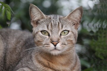 gato miau  felis catus                                                                                                                    