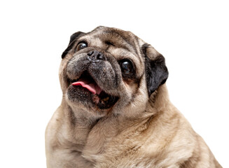 Large portrait of a beige pug isolated on a white background. 