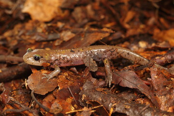 Albinotic young fire salamander (Salamandra salamandra) in its natural habitat