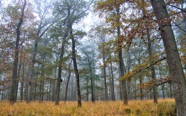 Nebel im Wald im späten November mit bunten Herbstblättern und gelber Wiese als Kontrast im hessischen Mönchbruch aus karolingischen Zeiten