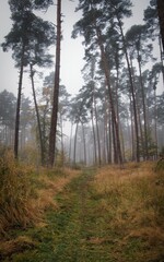 Nebel im Wald im späten November mit gelber Wiese als Kontrast im hessischen Mönchbruch aus karolingischen Zeiten