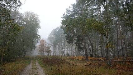 Fototapeta na wymiar Nebel im Naturschutzgebiet Mönchbruch mit Kontrast zwischen Nebel, buntem Herbstlaub und gelbem Gras