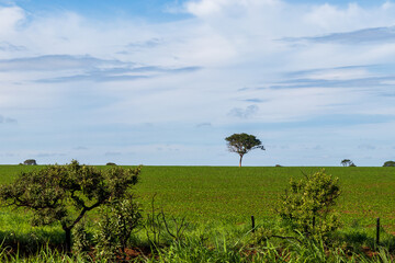 Fototapeta premium Paisagem típica do cerrado em Minas Gerais, Brasil.