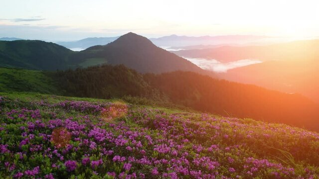 Violet colored flowers. Majestic Carpathian Mountains. Beautiful landscape of untouched nature