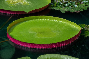 Victoria cruziana aquatic water plant with giant leaves