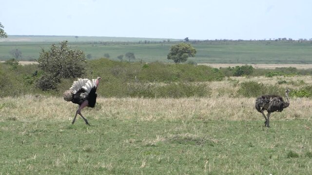 A male ostrich tries to get attention from the female but the female ignores him