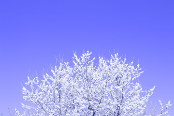 Cherry blossom tree in trendy lilac color - beautiful white tree in blossom against violet sky background with copy space. Spring season and color of the year concept , selective focus
