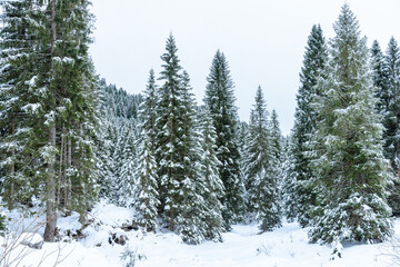 View of a snowy mountain forest on a cloudy winter day. Natural background.
