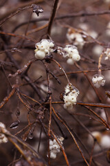 White berries of a snowberry (Symphoricarpos albus) in drops of freezing rain. Frozen round unusual berries. Background