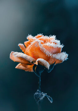 Macro of a single orange frosty rose flower on dark and moody background. Magical dust floating in the air. Shallow depth of field, soft focus, blur. A photo of early first frost