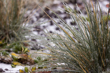 The green grass froze from the freezing rain. Plant leaves in ice, background