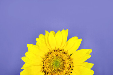 Sunflower on violet background