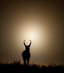 Pronghorn Silhouette