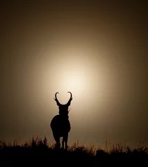 Papier Peint photo autocollant Antilope Pronghorn Silhouette
