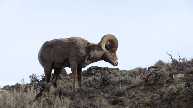 Bighorn sheep scratching ear 