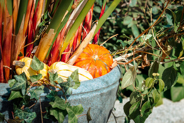 Autumn decorative plants in a planter