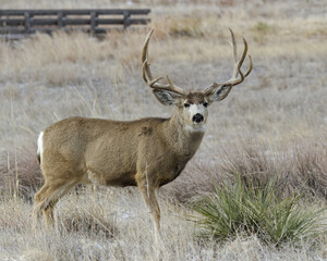 Naklejka na ściany i meble Mule Deer Buck. Colorado Wildlife. Wild Deer on the High Plains of Colorado