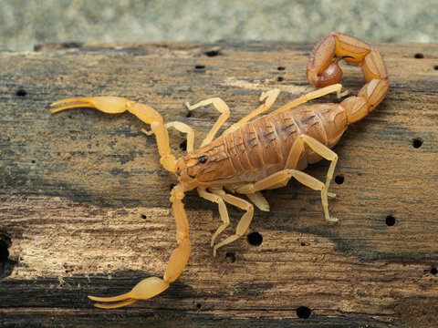PC040017 Highly venomous Indian red scorpion (Hottentotta tamulus), cECP 2021